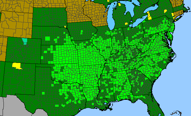 The range of Viola bicolor